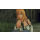 Switch Xenoblade Chronicles: Definitive Edition - 553372 - zdjęcie 3
